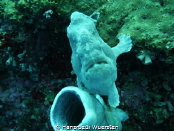 Giant frogfish - Antennarius commerson by Hansruedi Wuersten 